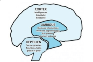 Cerveau humain